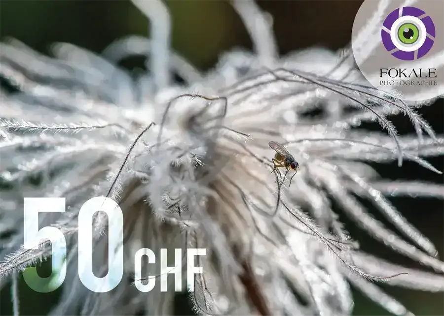 Bon cadeau d'une valeur de 50 Frs