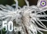Bon cadeau d'une valeur de 50 Frs